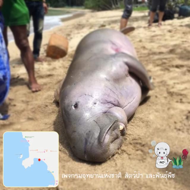 จะให้เศร้าไปถึงไหน พบซากพะยูนอีกตัวที่อ่าวต้นไทร