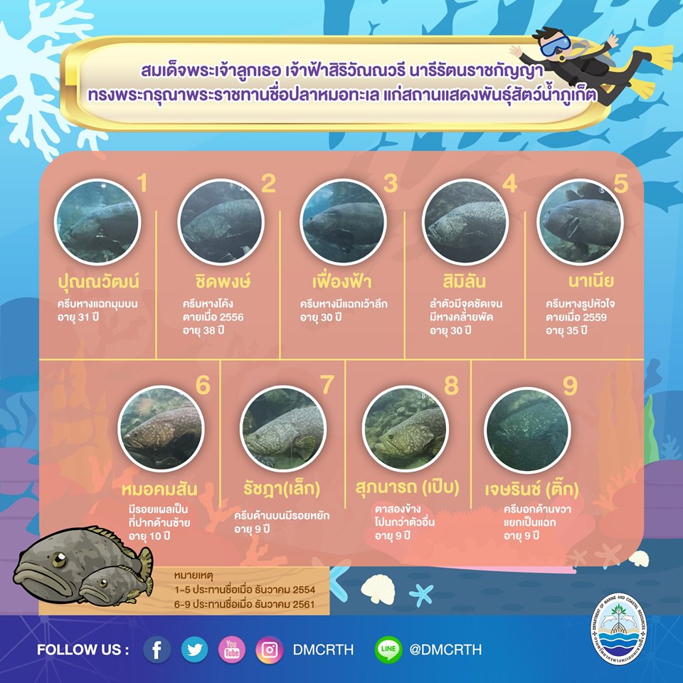 องค์ความรู้ ชีวิตอัศจรรย์ของปลาหมอทะเล ตอนที่ ๕