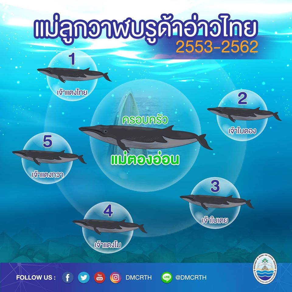 ครอบครัววาฬบรูด้า ๑๗/๑๘ ครอบครัวแม่ตองอ่อน