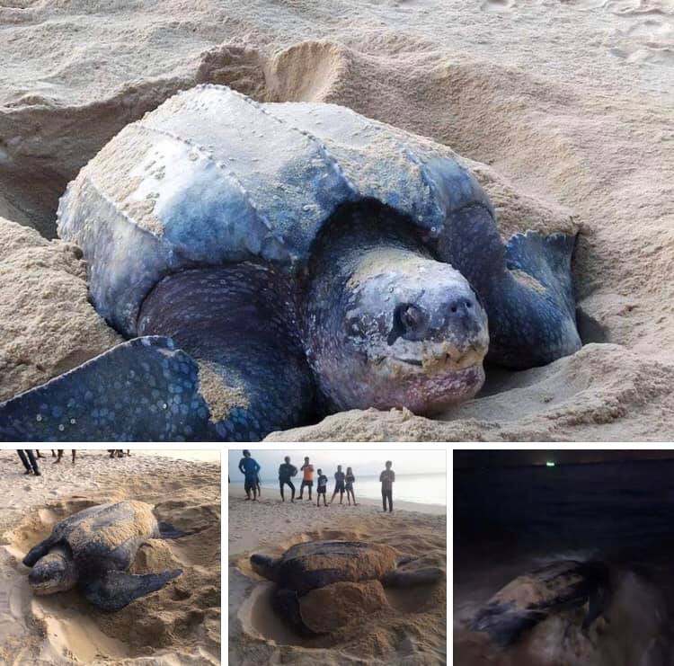 ชาวพังงาเฮอีก พบแม่เต่ามะเฟืองขึ้นวางไข่หาดท้ายเหมือง