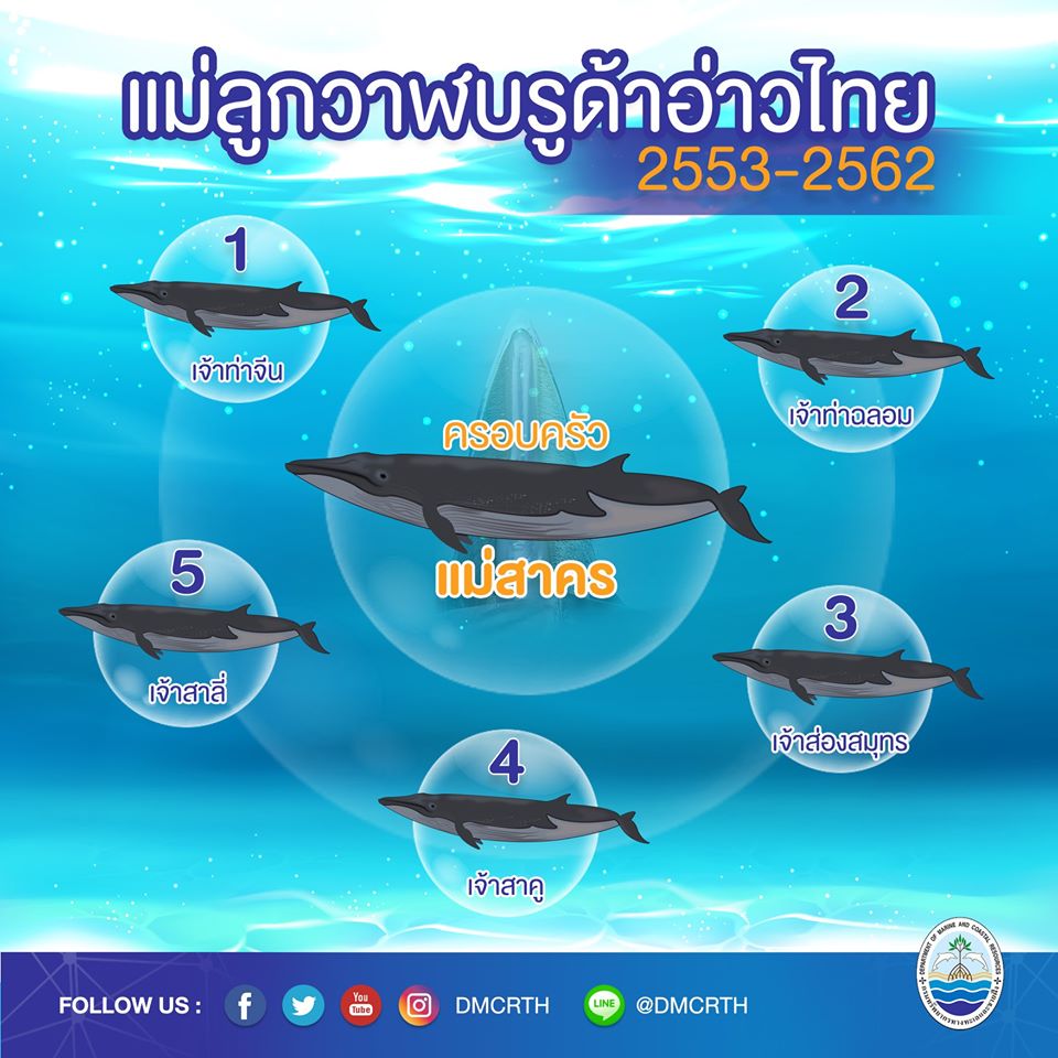 ครอบครัววาฬบรูด้า ๑๘/๑๘ ครอบครัวแม่สาคร