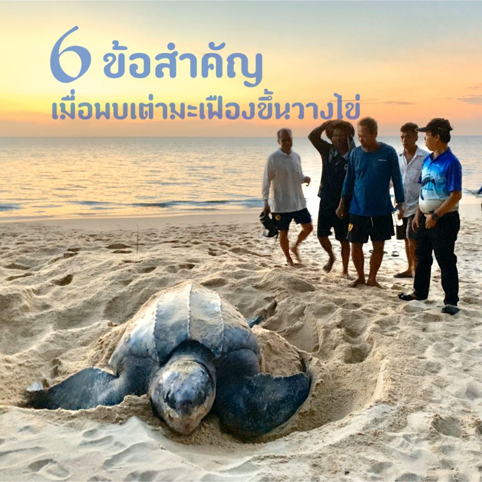 เรื่องสำคัญ ที่ควรเร่งทำในช่วงเต่ามะเฟืองขึ้นวางไข่