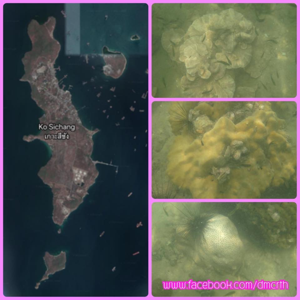 รายงานสถานการณ์ปะการังฟอกขาวเกาะขามใหญ่