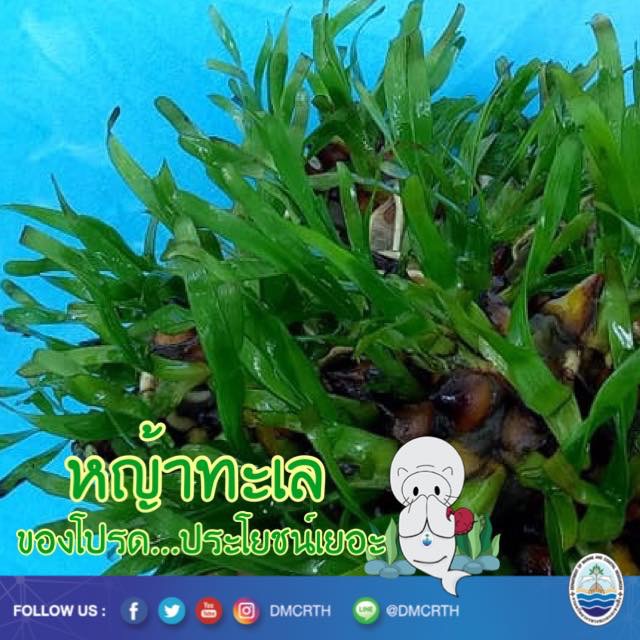 สวัสดี พี่น้องเครือข่ายรักษ์ทะเลไทย