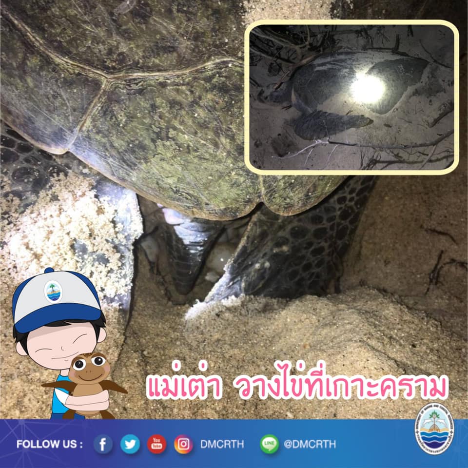 ดีใจจัง แม่เต่าตนุขึ้นวางไข่สำเร็จแล้วที่เกาะคราม