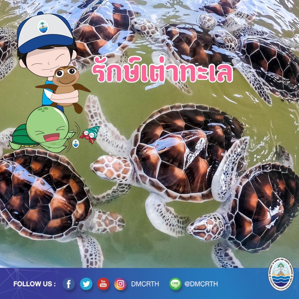 สวัสดี พี่น้องเครือข่ายอนุรักษ์ทะเลไทย