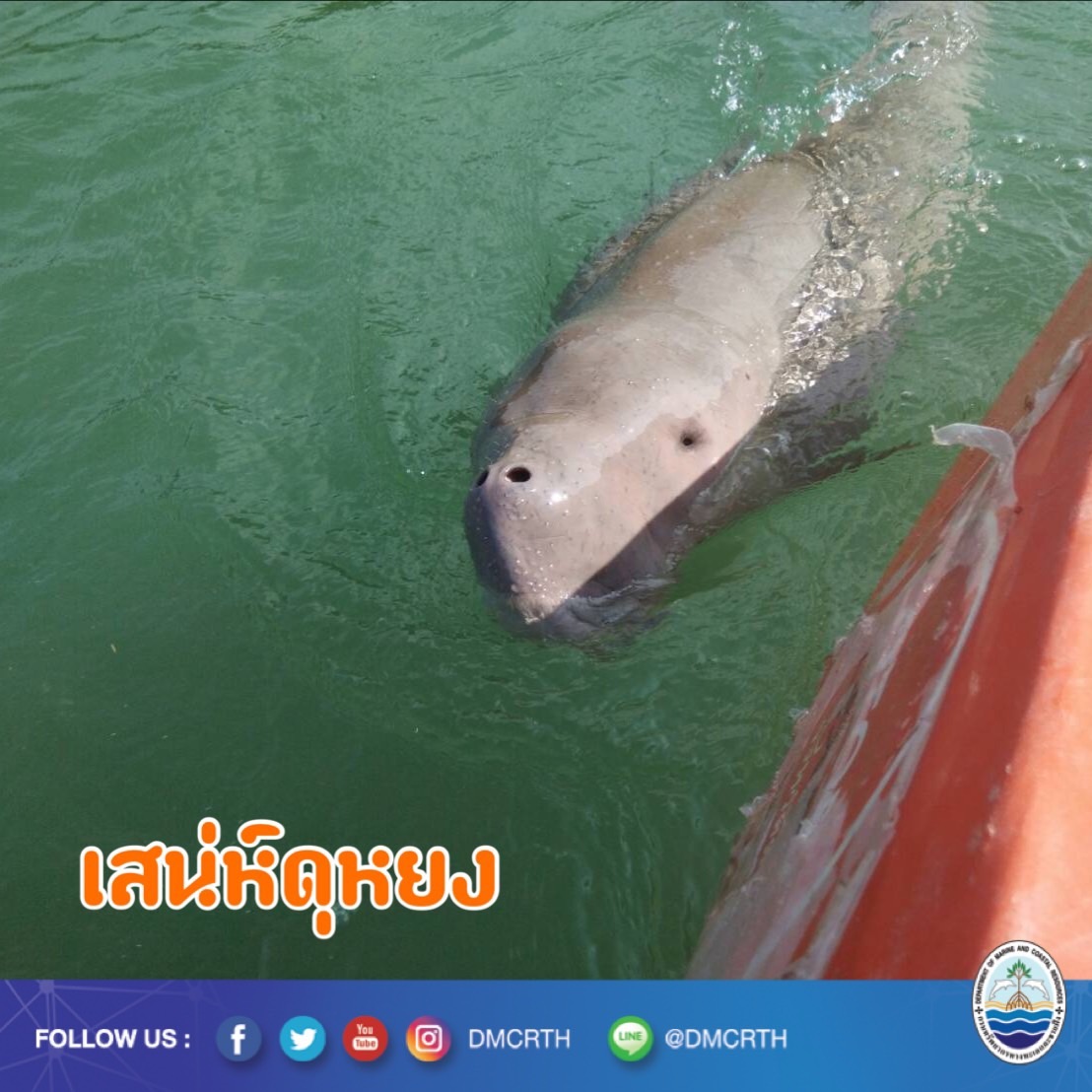 สวัสดี พี่น้องเครือข่ายอนุรักษ์ทะเลไทย