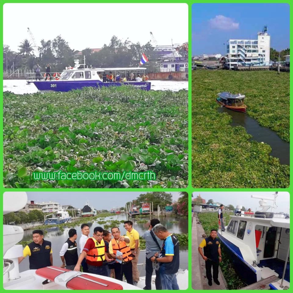 สถานการณ์แพผักตบชวาบุกแม่น้ำท่าจีน