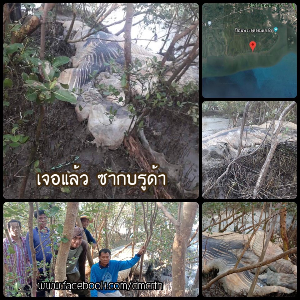 เจอแล้ว!!! ซากวาฬบรูด้า หลังจากตามหามาหลายวัน