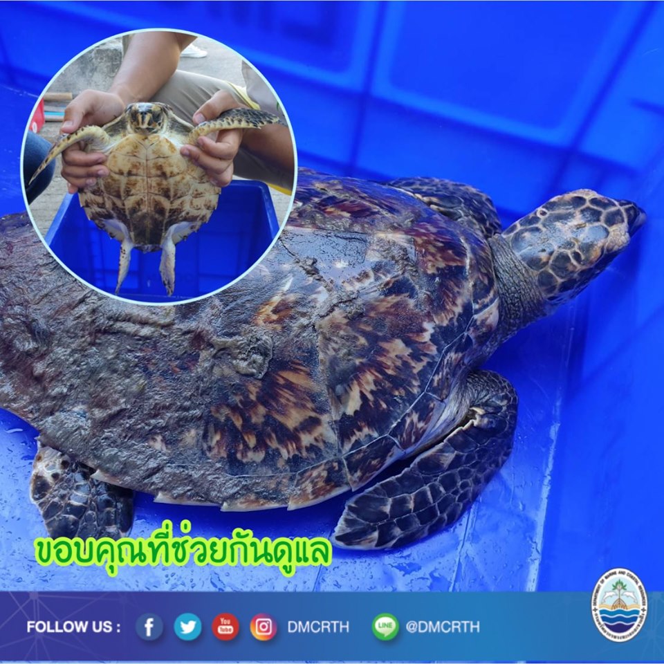 ชาวประแสใจดี ช่วยชีวิตเต่ากระรอดจมน้ำตายหวุดหวิด