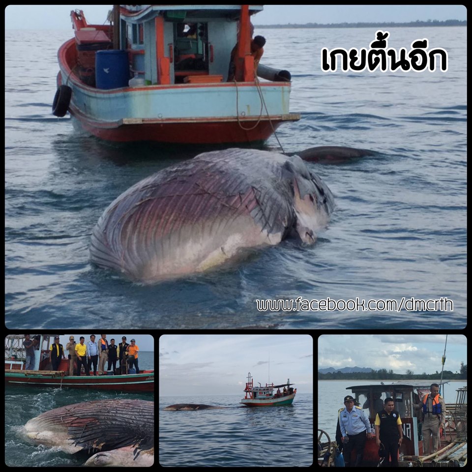 สูญเสียวาฬอีกตัวที่ท่าชนะ ท่านผู้ว่าลงเรือตรวจสอบกลางทะเล
