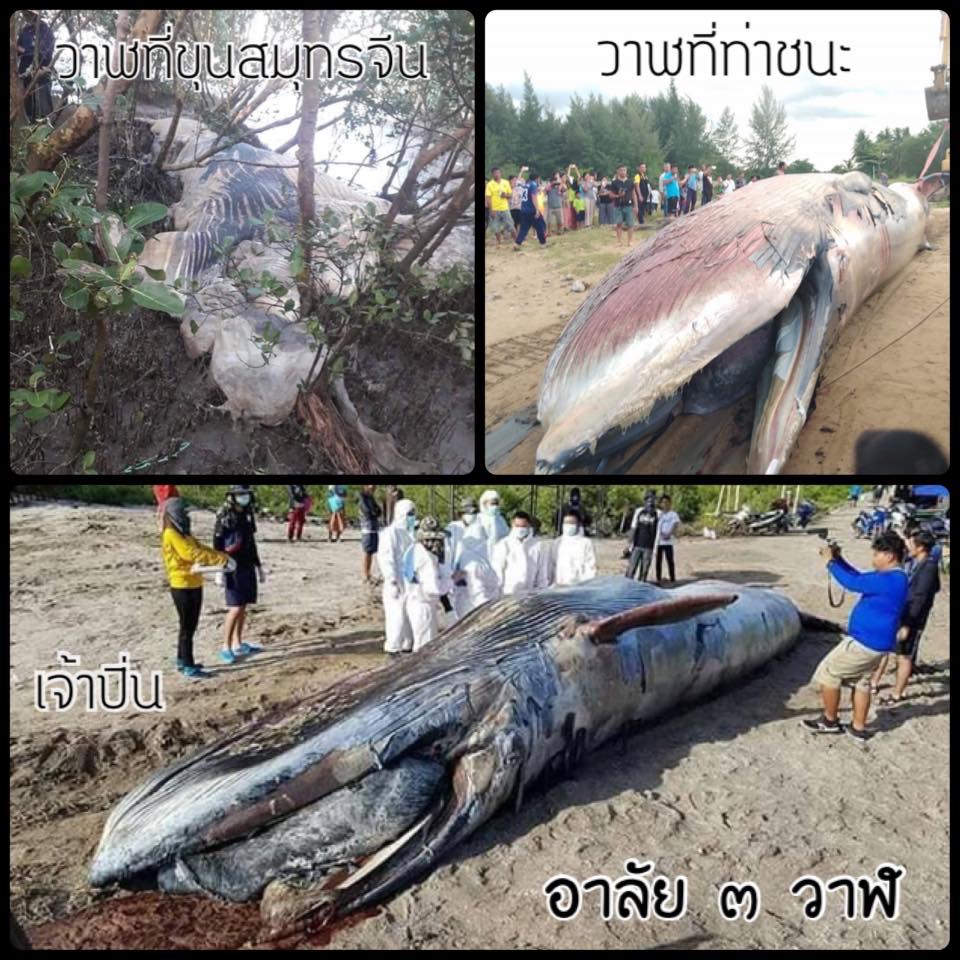 ทช. เร่งตรวจสอบซากวาฬ อาลัยสูญเสีย ๓ ตัวแล้ว