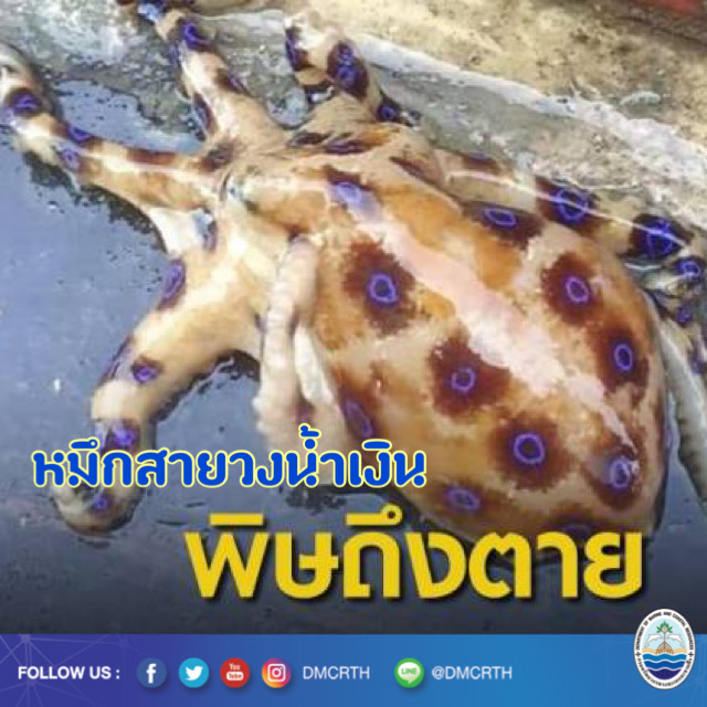 เตือนหมึกสายวงน้ำเงิน ห้ามจับเล่นหรือนำมาทำอาหารเด็ดขาด