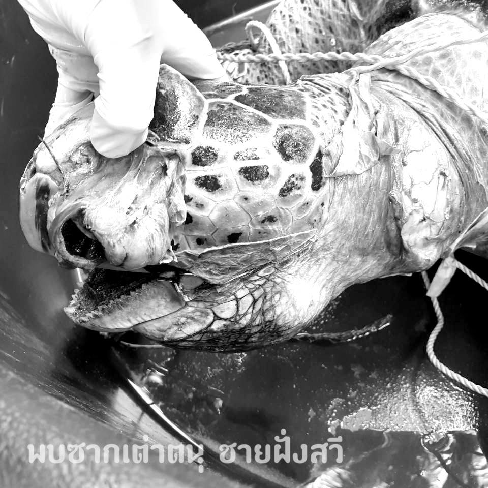 พบซากเต่าตนุติดอวนจมน้ำ ในกระเพาะเจอเศษอวนซ้ำ
