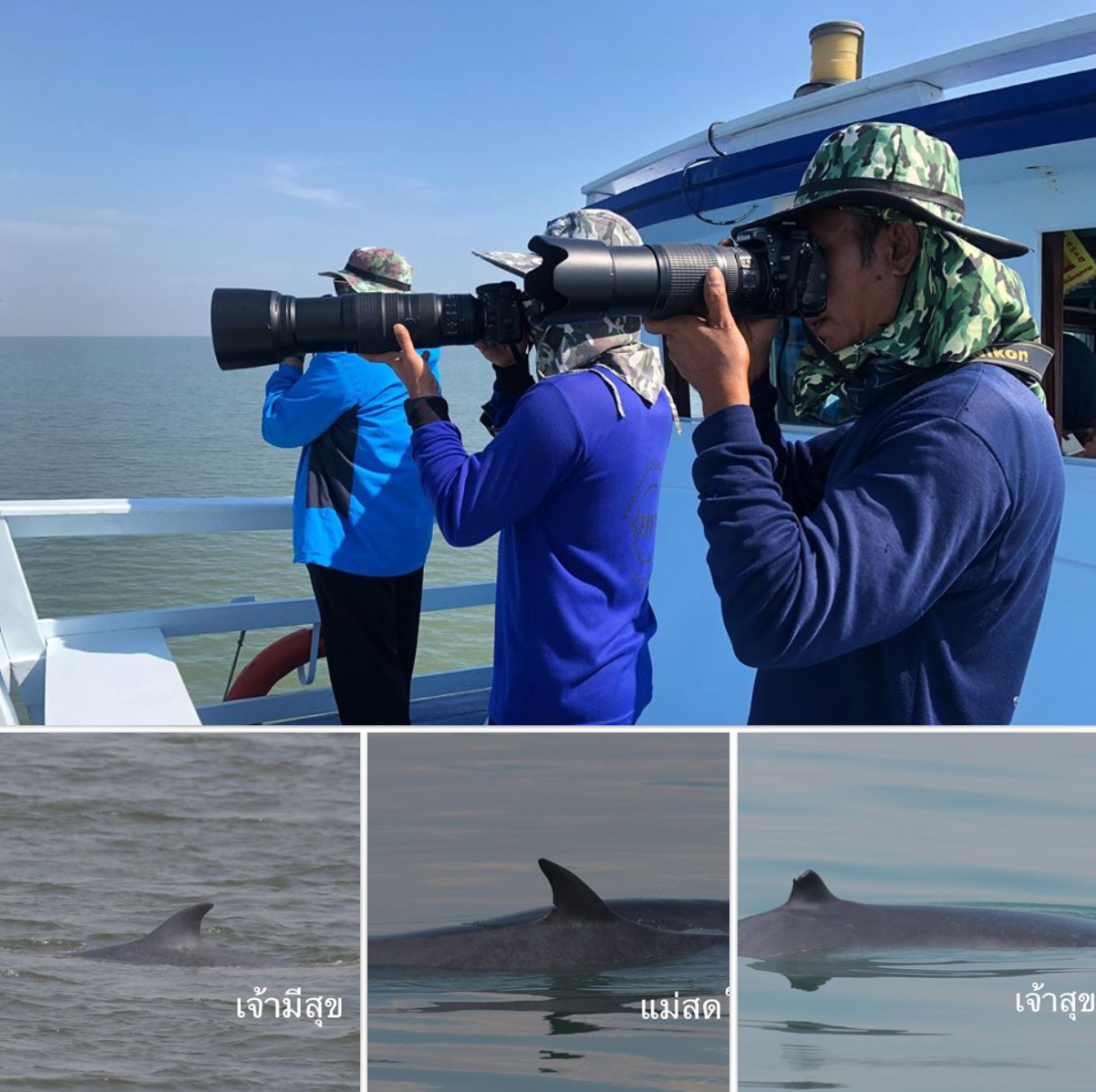 พบโลมา และวาฬบรูด้าทะเลเพชร ร่างกายแข็งแรงดี