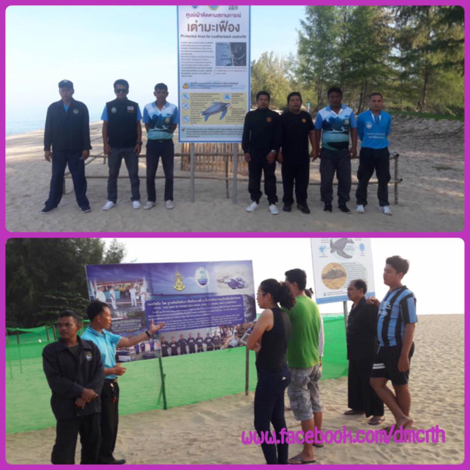 หลุมไข่เต่ามะเฟืองหาดท่าไทร หาดคึกคักเหตุการณ์ปกติ