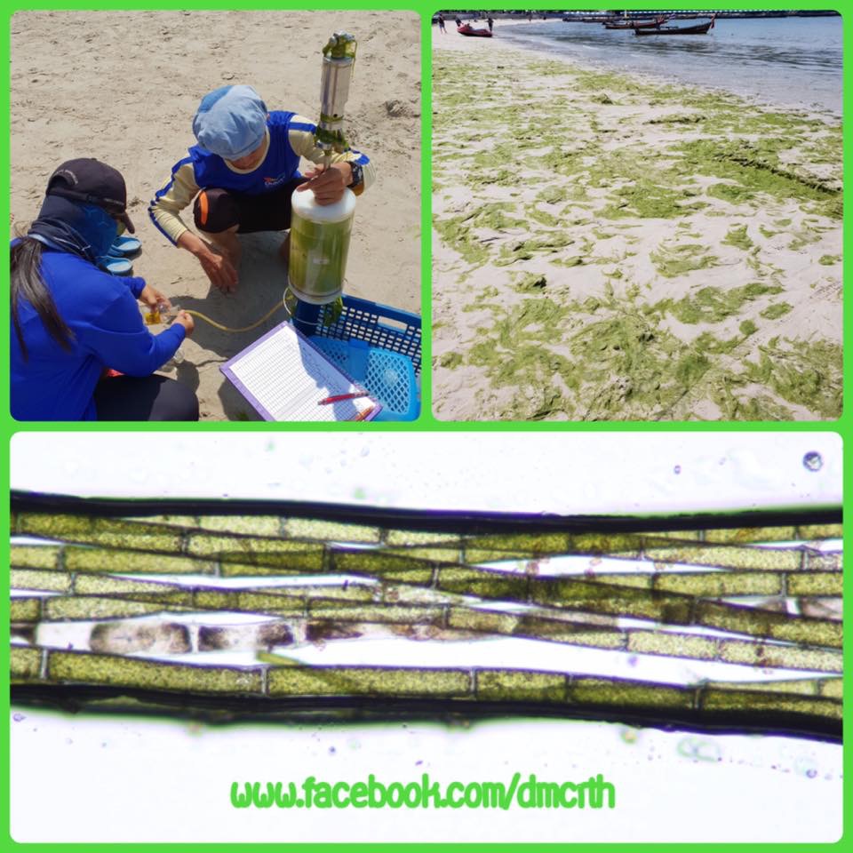 ตรวจสอบสาหร่ายสีเขียวเกลื่อนหาดป่าตอง ผลไม่อันตราย