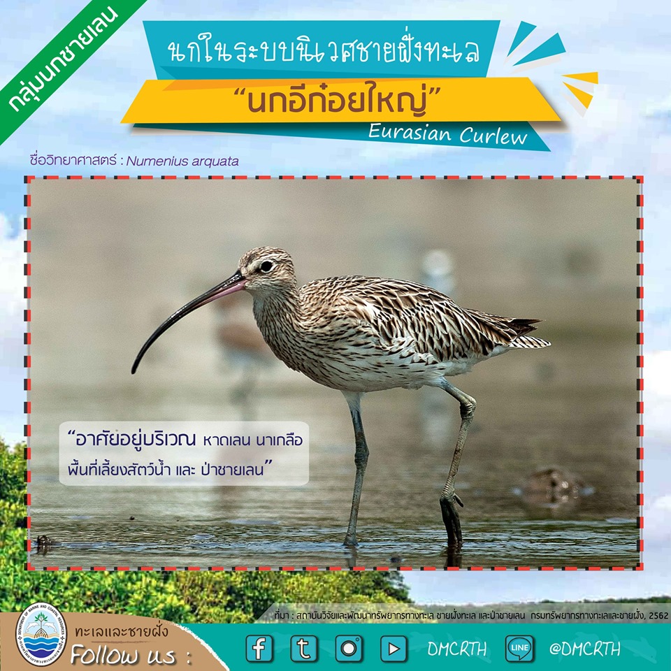 รู้จักแล้วจะรัก นกในระบบนิเวศชายฝั่งทะเลไทย