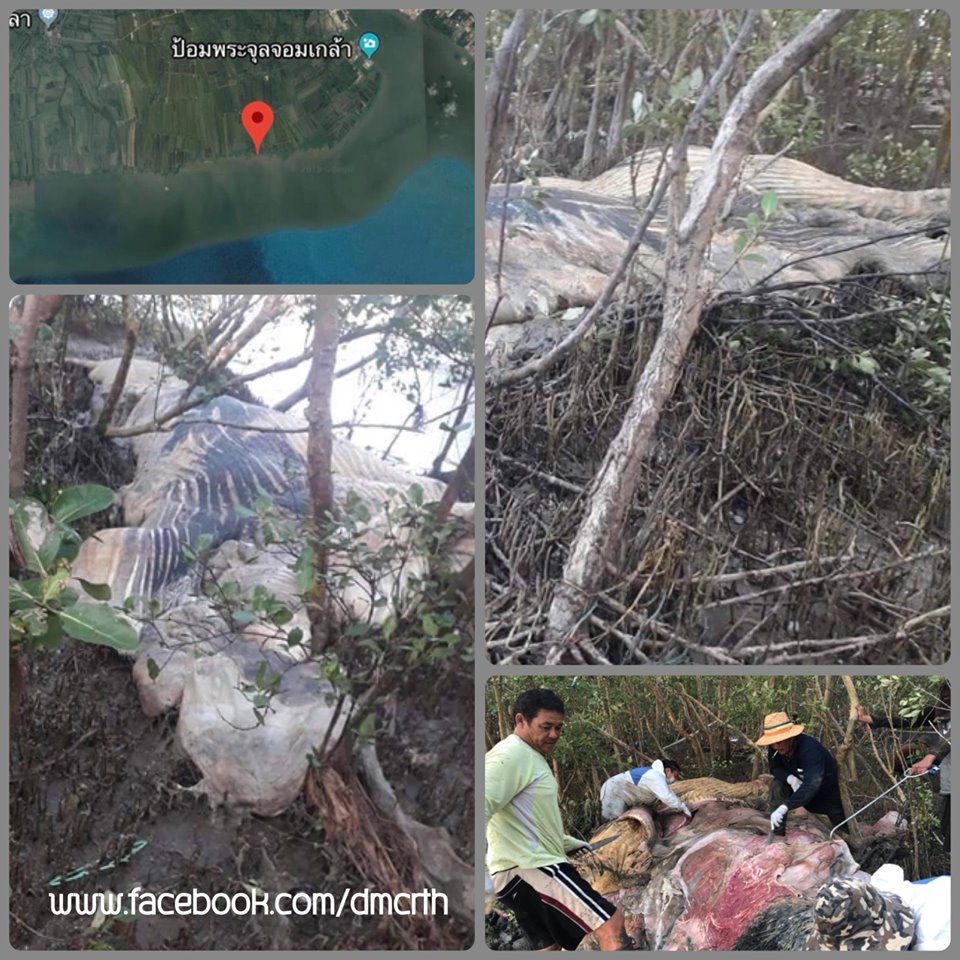 ผลชันสูตร ไม่พบรอยโรคในซากวาฬที่ขุนสมุทรจีน
