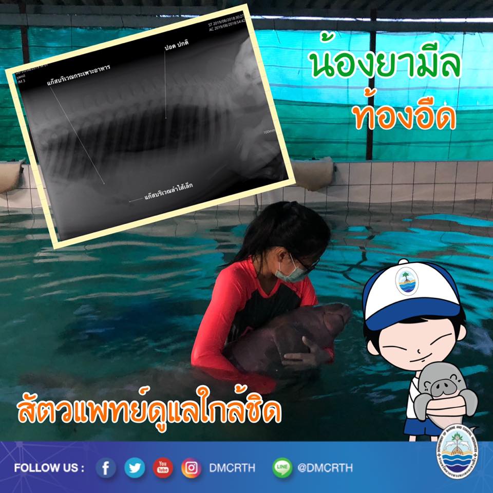 ตรวจพบน้องยามีลท้องอืด ทีมสัตวแพทย์ดูแลอย่างใกล้ชิด