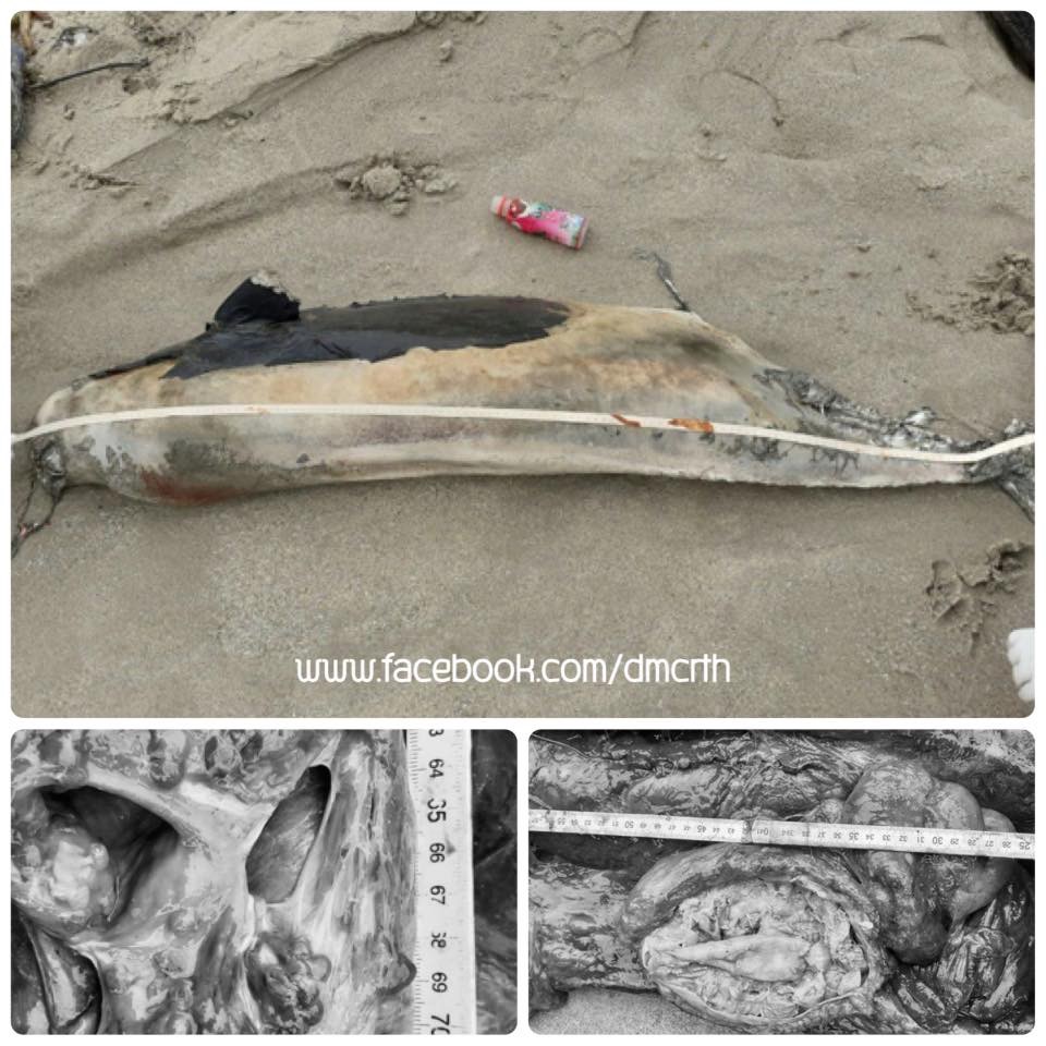 พบซากโลมาหัวบาตรหลังเรียบ ชายหาดชลาทัศน์