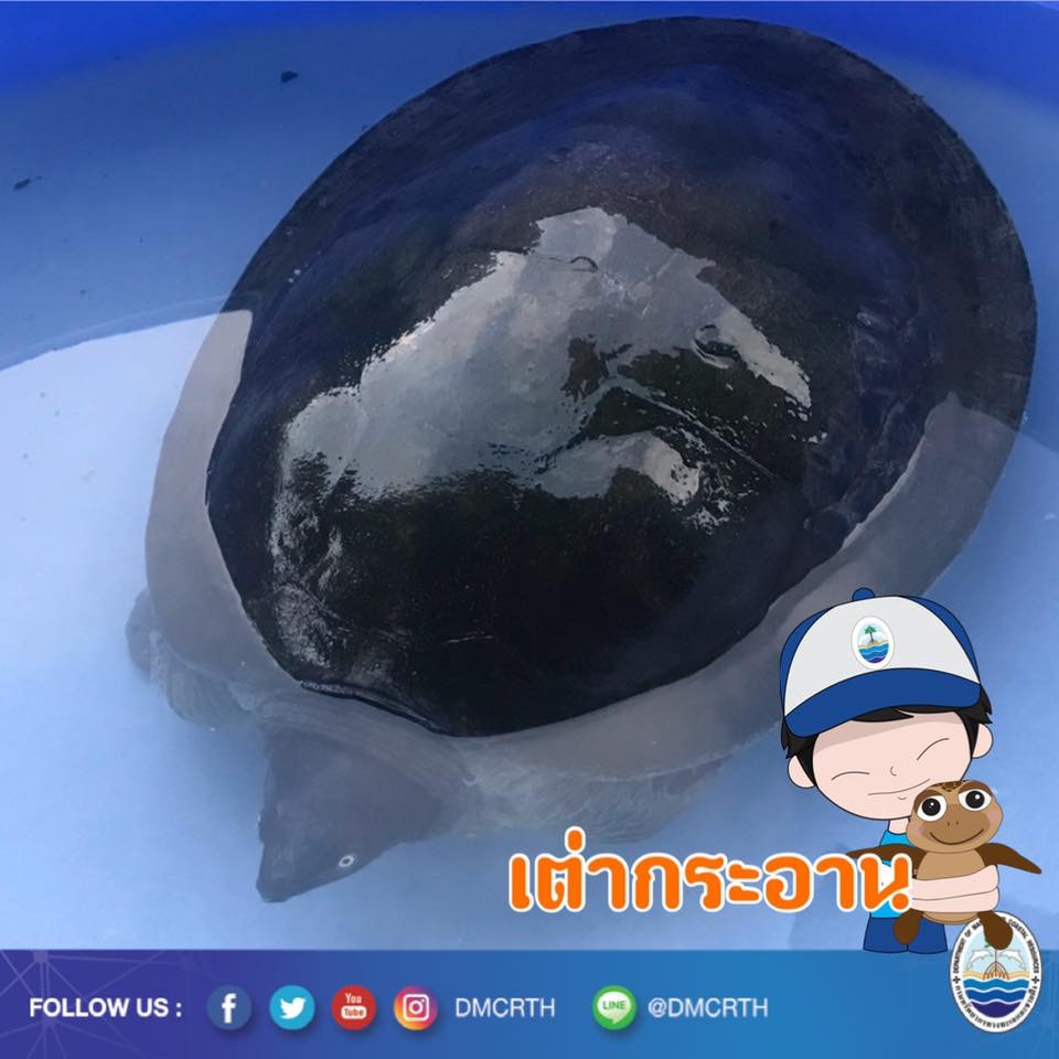 สวัสดี พี่น้องเครือข่ายอนุรักษ์ทะเลไทย