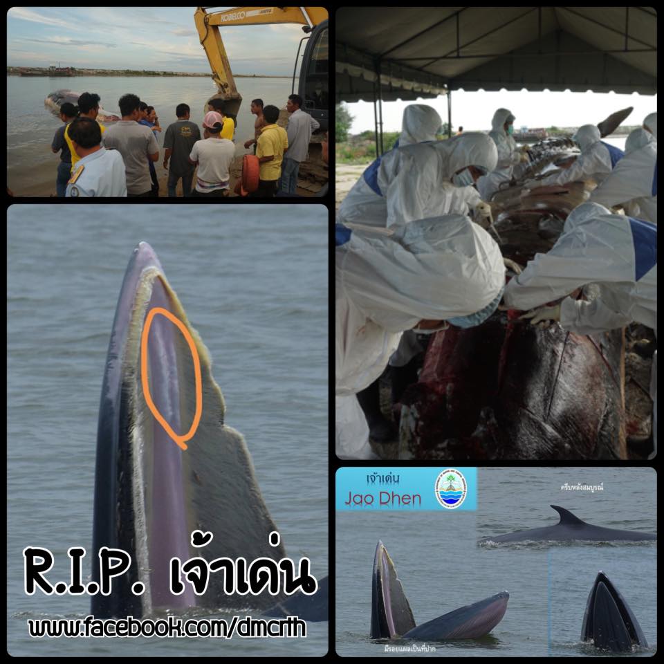ผลการชันสูตรซากวาฬบรูด้าที่ท่าชนะ แพทย์ยันป่วยตาย
