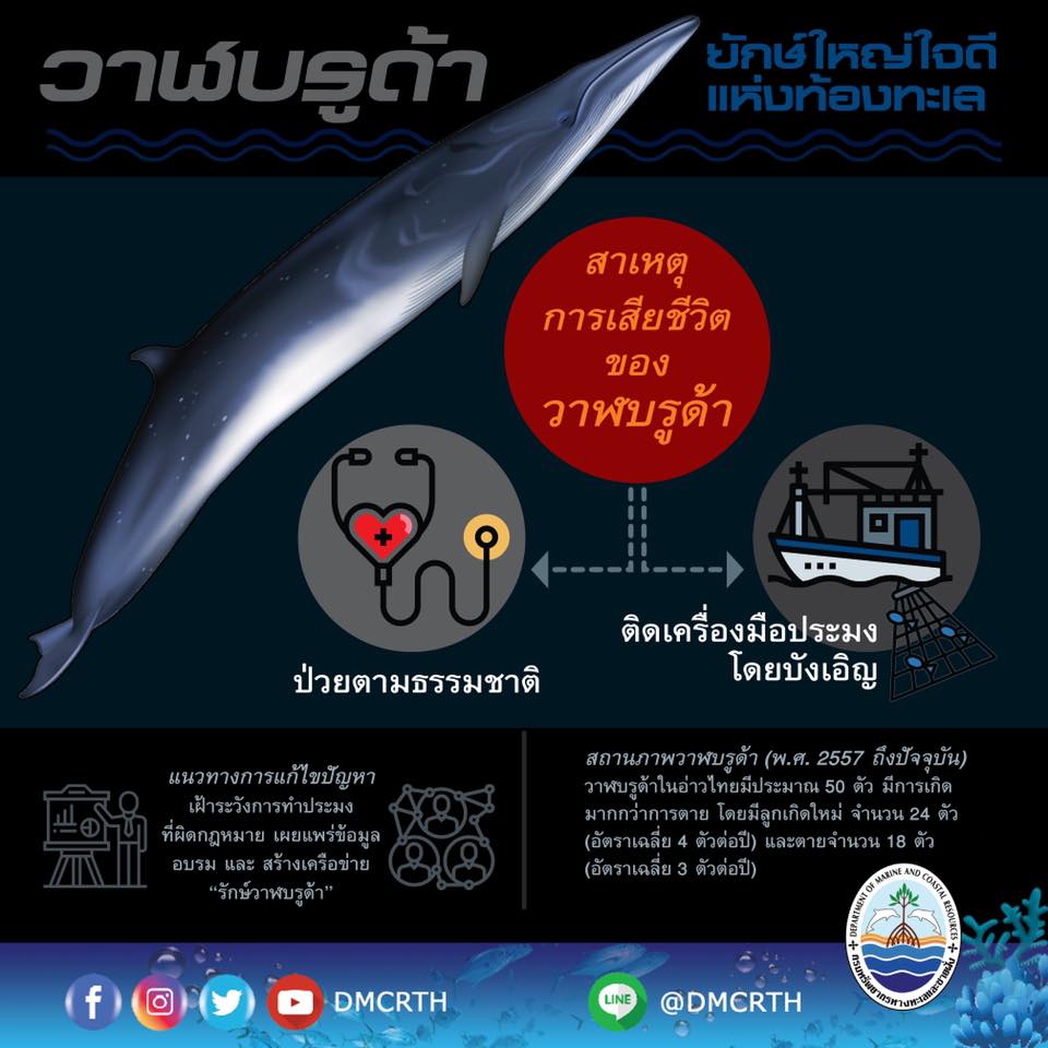 สถานการณ์วาฬบรูด้าในอ่าวไทย