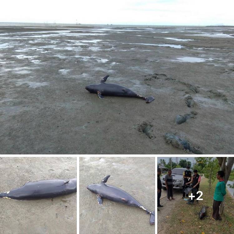 โลมาหัวบาตรหลังเรียบ เกยหาดกุยบุรี