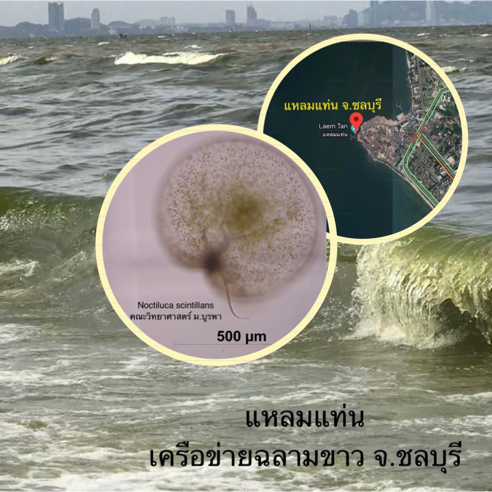 พบซ้ำอีก น้ำทะเลเปลี่ยนสีบริเวณแหลมแท่น