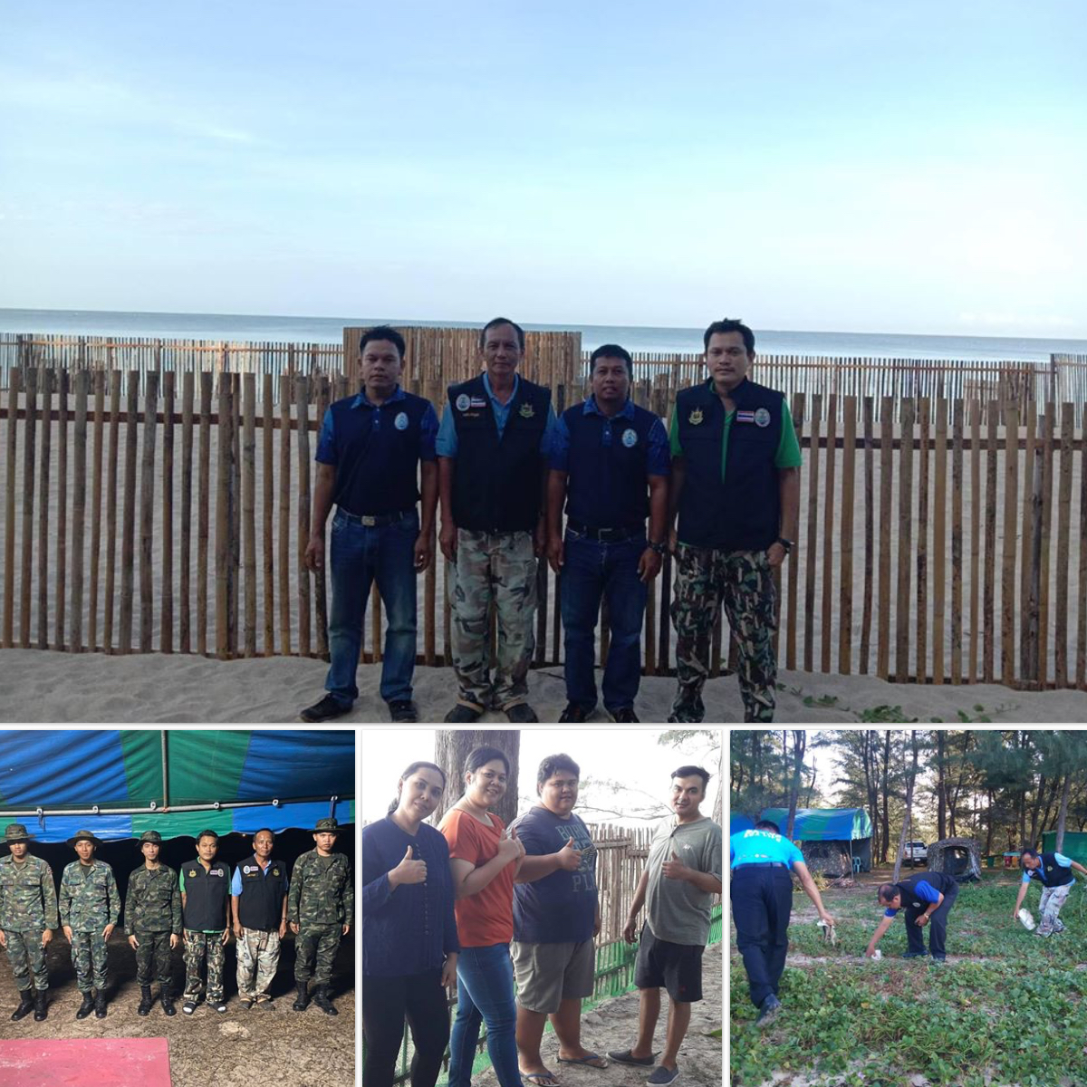 หาดท้ายเหมือง หาดบ่อดาน หลุมไข่ปลอดภัยดี ไม่มีเต่ามะเฟืองขึ้นวางไข่เพิ่ม