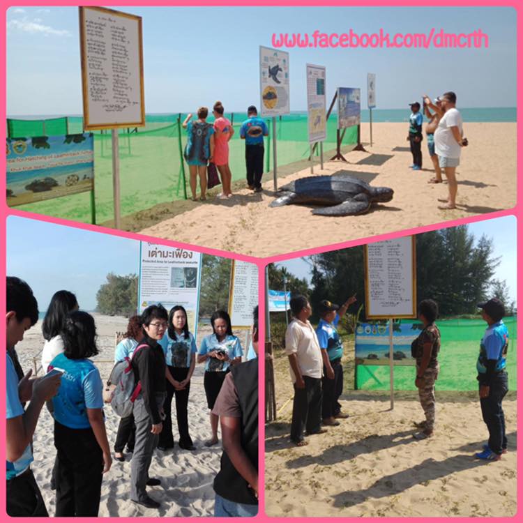 เหตุการณ์ปกติ หลุมไข่เต่ามะเฟืองหาดพังงา
