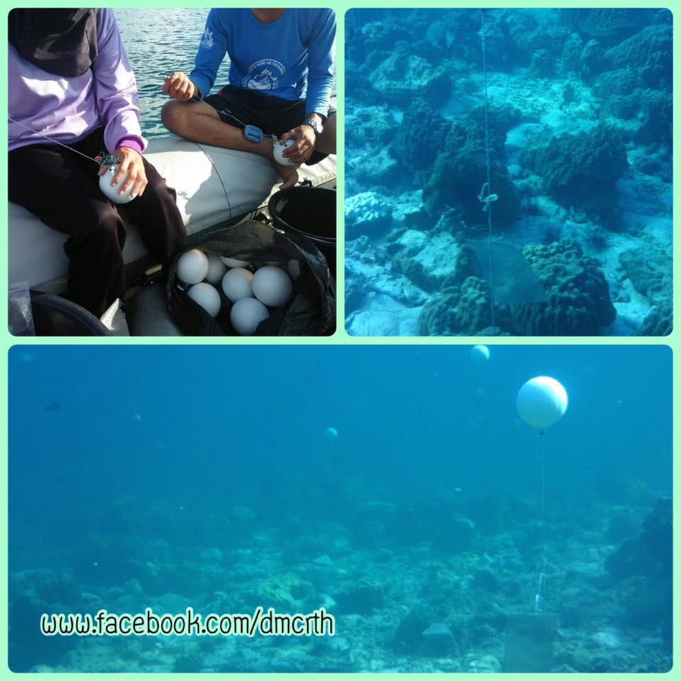 คุณภาพน้ำทะเลเกาะไข่ เกาะจระเข้ อยู่ในเกณฑ์มาตรฐาน