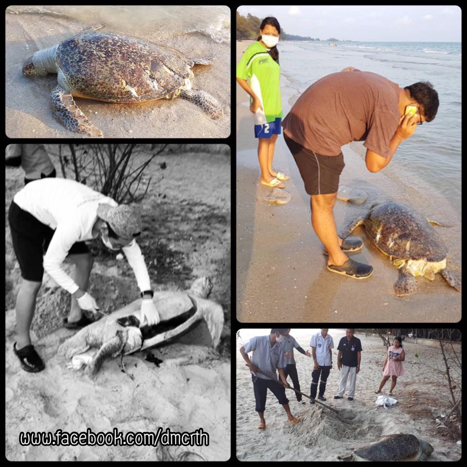 สูญเสียเต่าตนุ ซากเกยตื้นหาดสวนสน ทะเลระยอง​