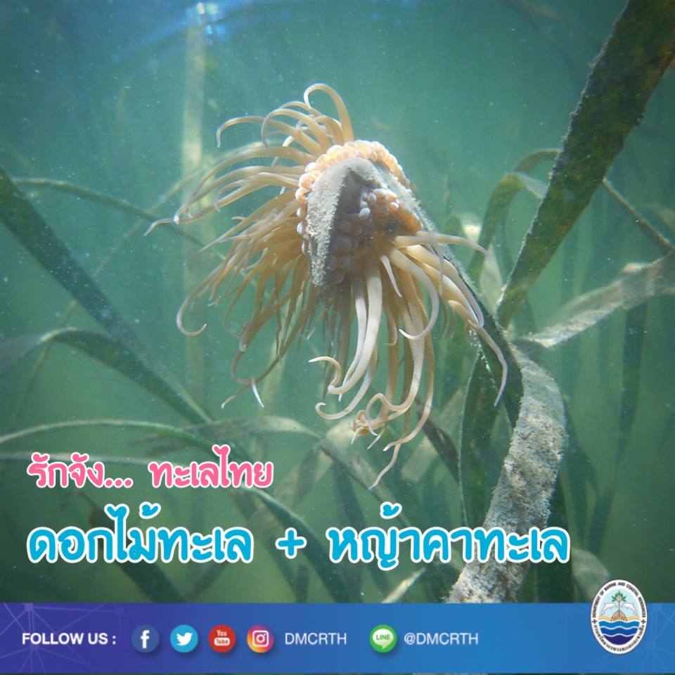 สวัสดี พี่น้องเครือข่ายรักษ์ทะเลไทย