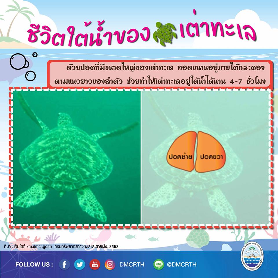 รู้จักแล้วจะรักเต่าทะเล ตอนทำไมเต่าอยู่ใต้ทะเลได้นานนาน