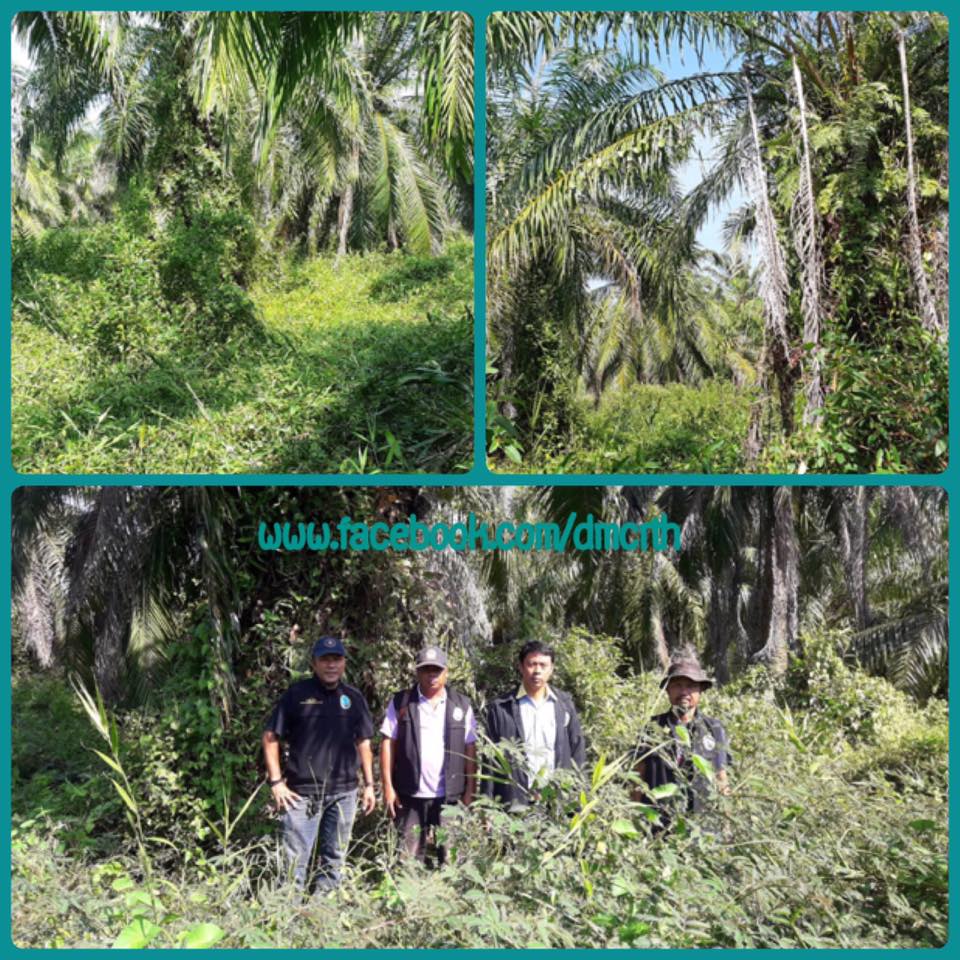 พบบุกรุกป่าชายเลนบ้านคลองแรด กระบี่