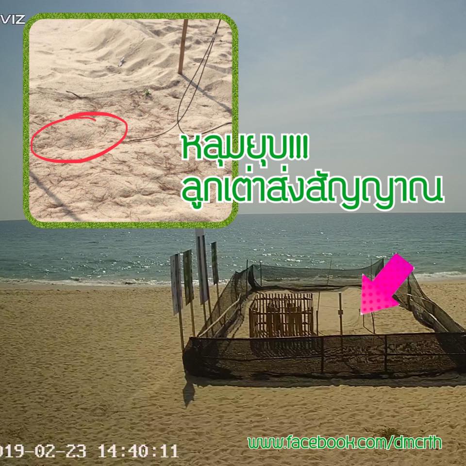 หลุมไข่เต่ามะเฟืองหาดท่าไทรยุบแล้ว ลูกเต่ากำลังมา