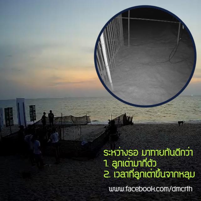 ระหว่างรอลูกเต่ามะเฟืองขึ้นจากหลุมทราย มาทายกันดีกว่า