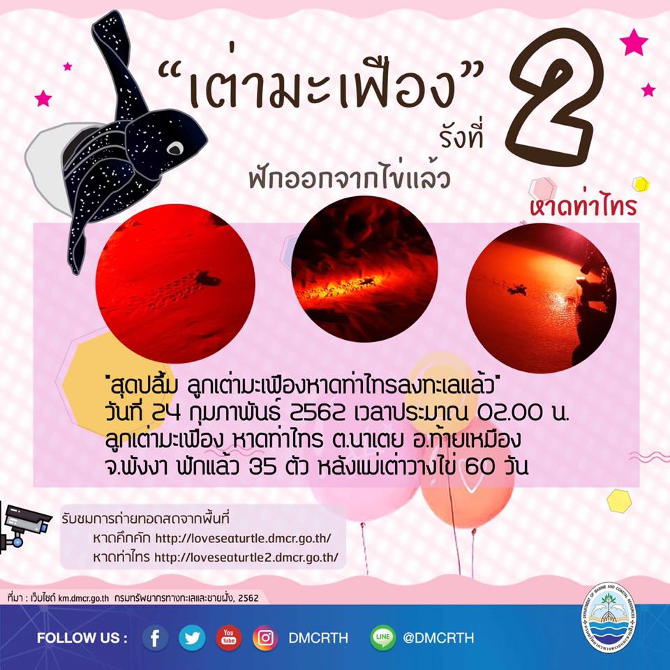 สรุปปฏิบัติการผ่ารังช่วยลูกเต่ามะเฟืองหาดท่าไทร