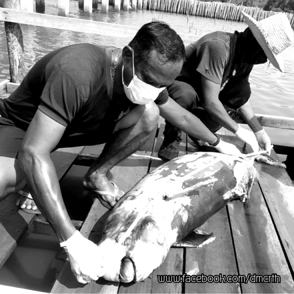 พบซากโลมาหัวบาตรหลังเรียบ เกยฝั่งทะเลบางขุนเทียน