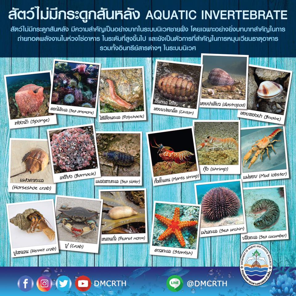 สัตว์ไม่มีกระดูกสันหลัง กับความสัมพันธ์ในระบบนิเวศชายฝั่ง