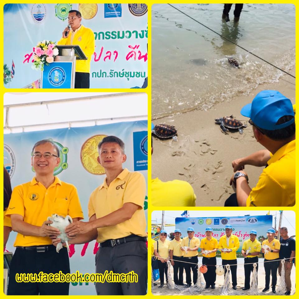 ปล่อยเต่าตนุ วางซั้งกอฟื้นฟู ทช. ชุมชนเก้าเส้ง