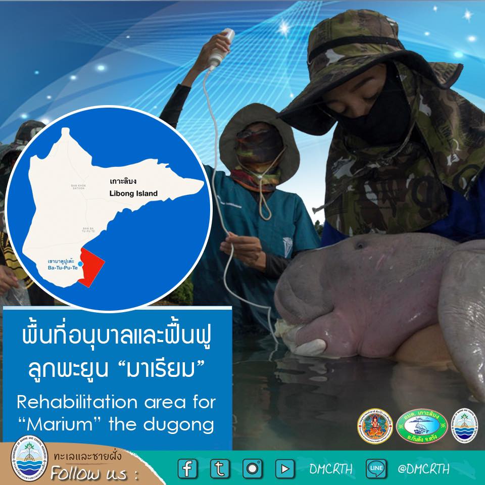 ตามดูภารกิจร่วมอนุบาลและฟื้นฟูลูกพะยูน : มาเรียม