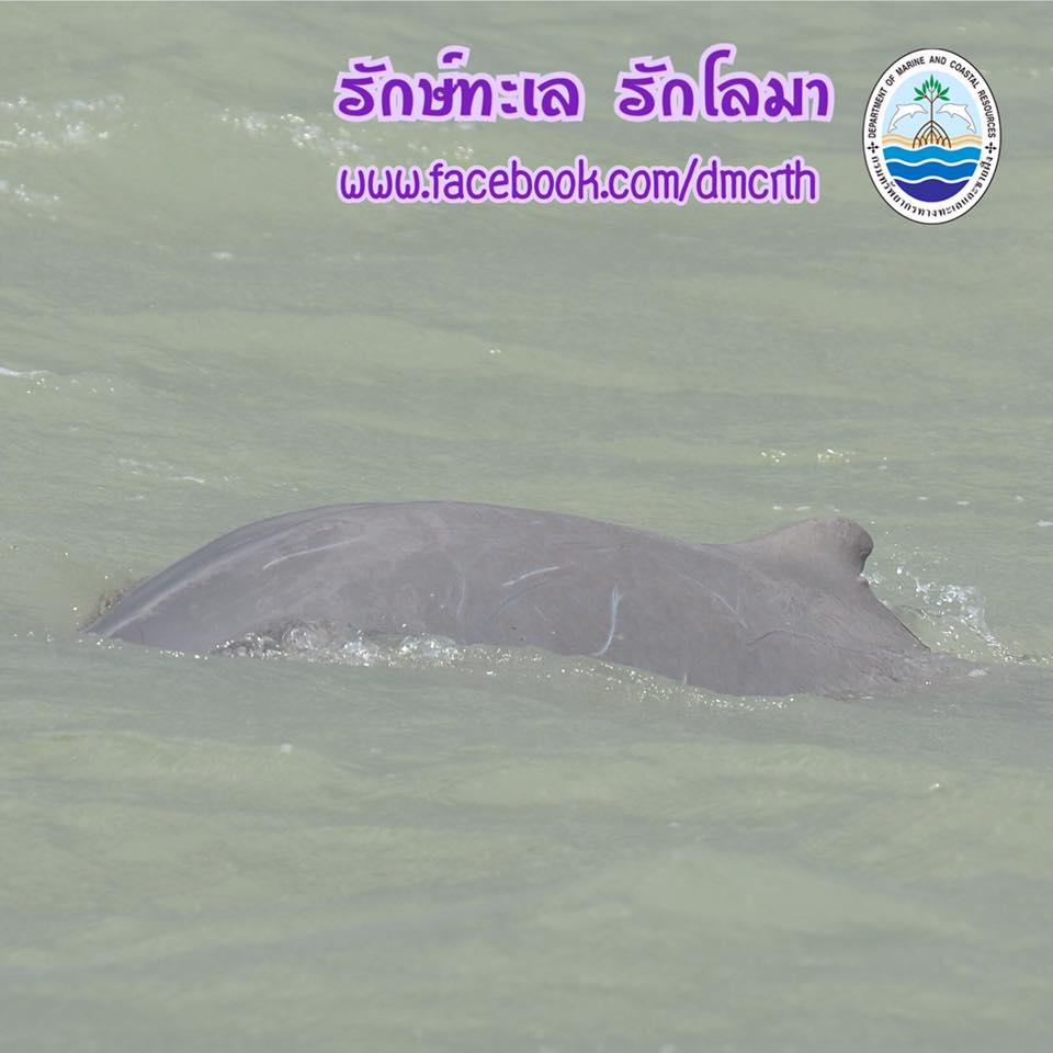 สวัสดี พี่น้องเครือข่ายรักษ์ทะเลไทย