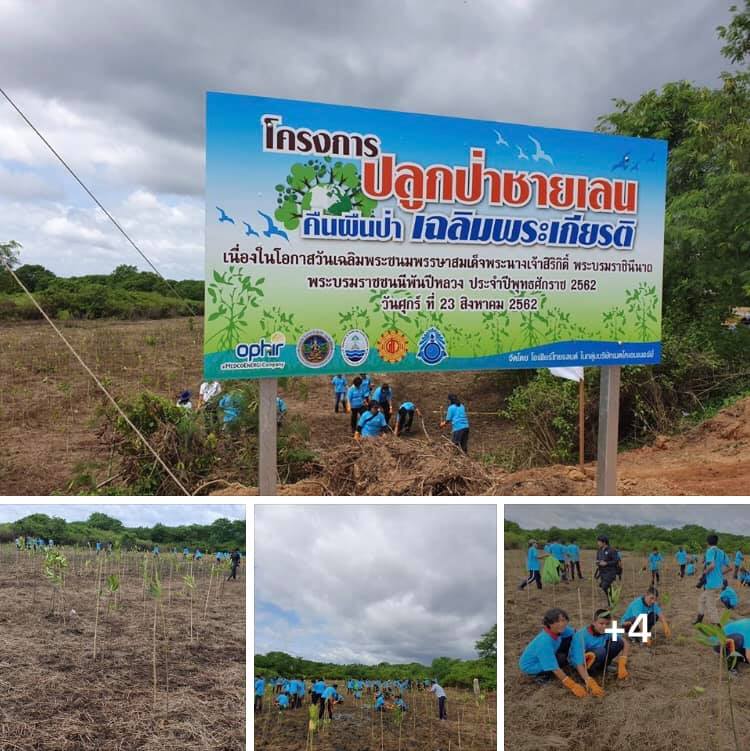 ปลูกป่าชายเลนเฉลิมพระเกียรติ บ้านทุ่งคา ชุมพร