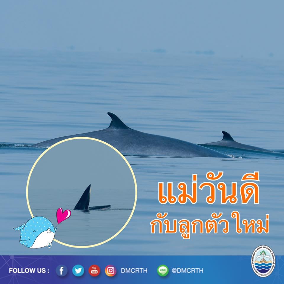 ข่าวดีสุดๆ พบวาฬบรูด้าเพิ่ม : แม่วันดีกับลูกน้อยตัวใหม่