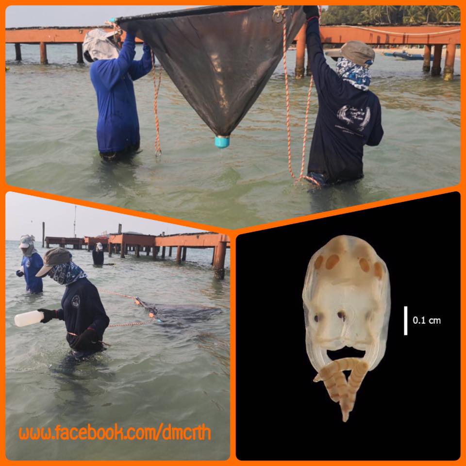 พบแมงกะพรุนกล่องชนิดพิษไม่ร้ายแรง เกาะหมาก