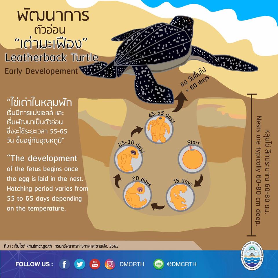 เรารักเต่ามะเฟือง ตอนที่ 1 : พัฒนาการของเต่ามะเฟือง