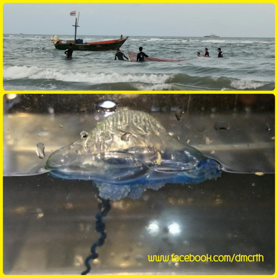 พบแมงกะพรุนไฟชายหาดทัศนีย์ ทะเลชะอำ